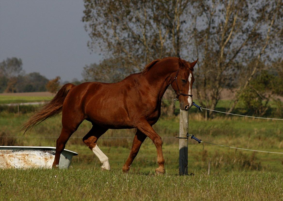 Dansk Varmblod Delight - mit eventyr. <3 - 21 år gammel, men stadig retti mums. <3 :) Foto: LH FOTO! billede 5