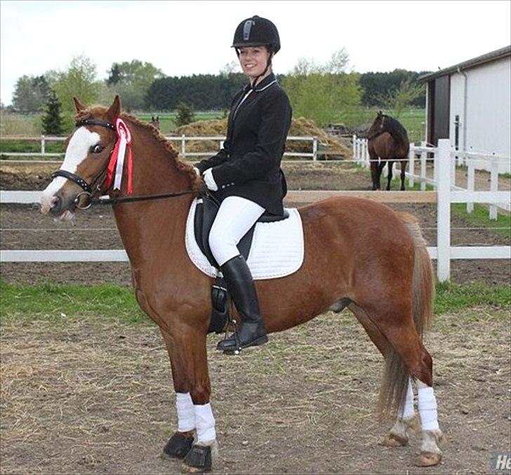 Welsh Pony (sec B) O'malley - Gamle hest - Malle til stævne med Mathilde :-) billede 18