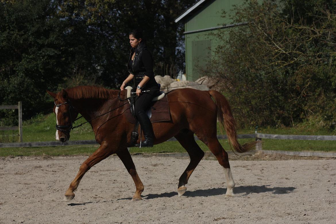 Dansk Varmblod Delight - mit eventyr. <3 - Lidt træning med gamle drengen.<3 Foto: LH FOTO!  billede 7