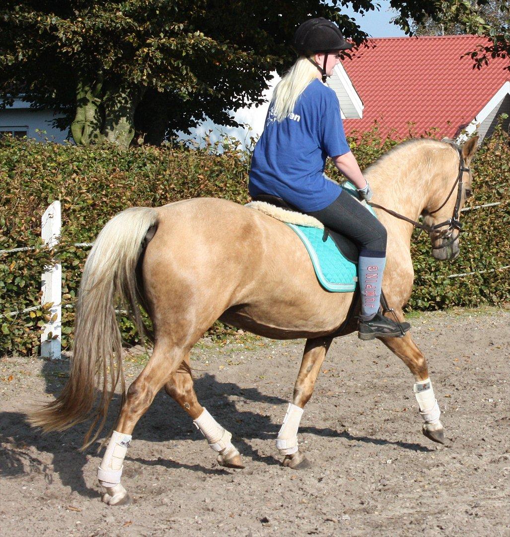 Palomino Surprise (har lånt) billede 17