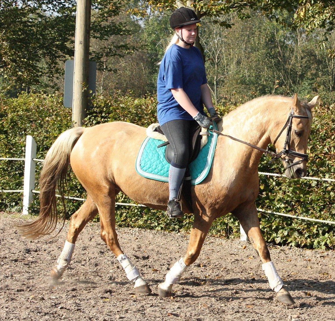 Palomino Surprise (har lånt) billede 18