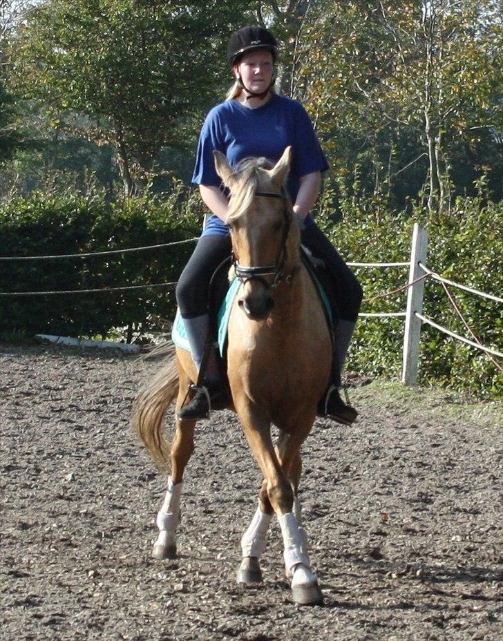 Palomino Surprise (har lånt) billede 19