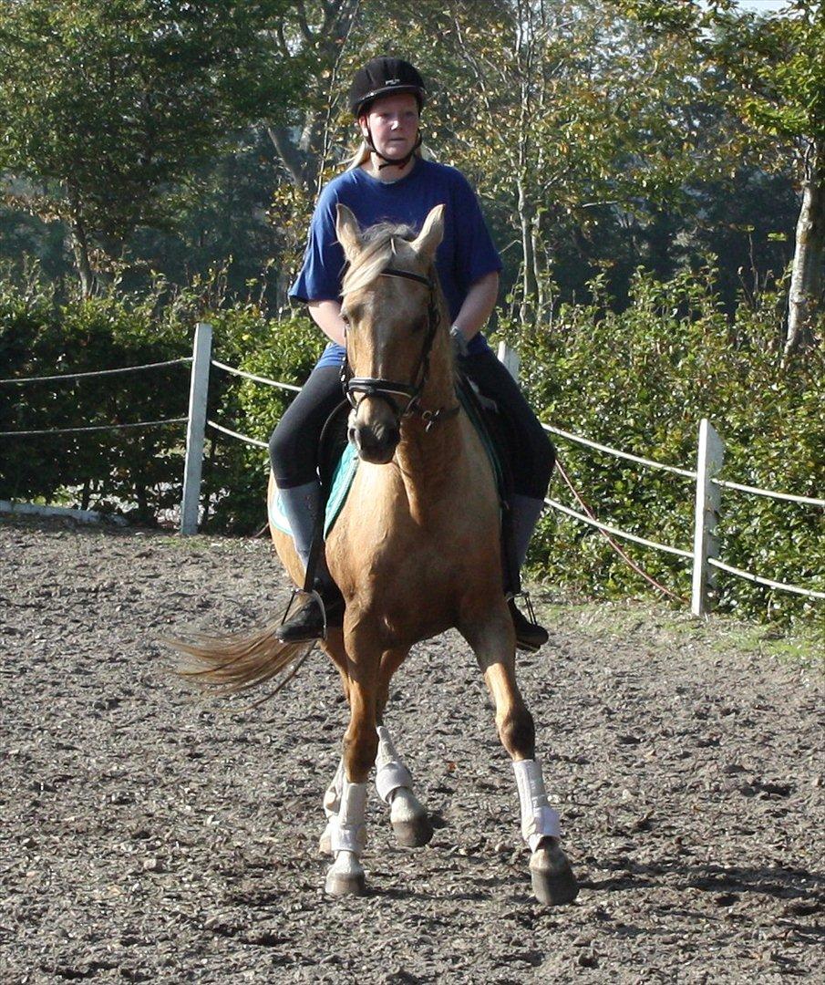 Palomino Surprise (har lånt) billede 20