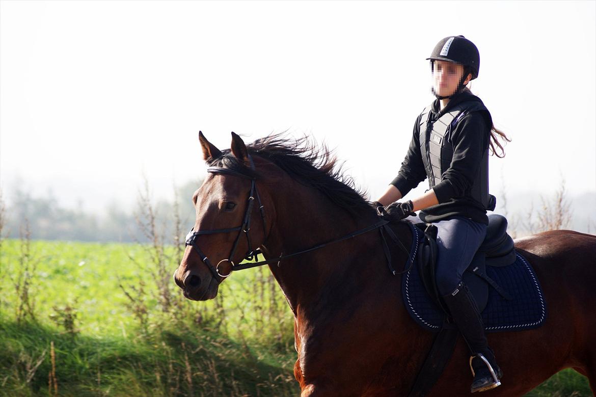 Oldenborg Aron - DRØMMEHESTEN! :* - Aron og jeg i galop på vej mod et spring, han er bare så skøn at se på!! Foto: Amanda Piil <3 billede 1