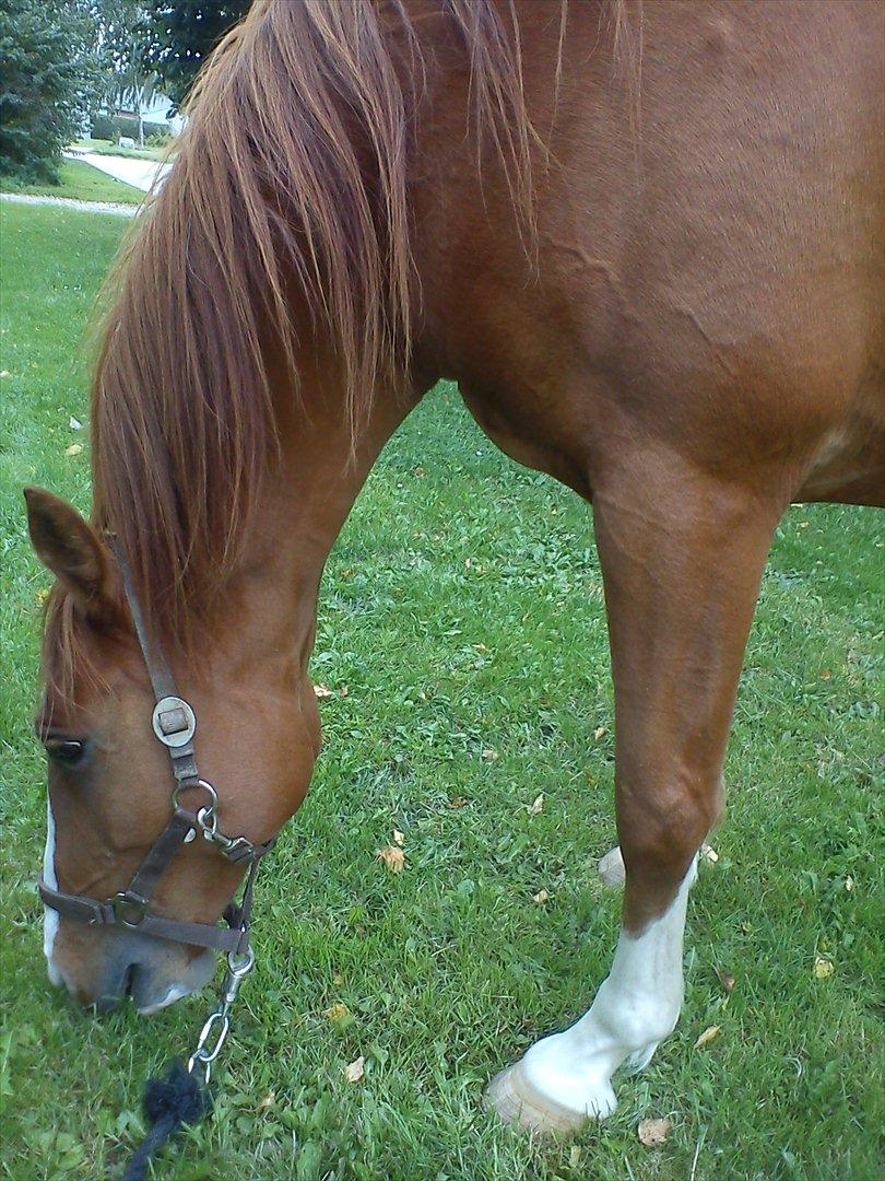 Anden særlig race Aros »Stjernen! - # 8; endelig! man kan se hans blodårer' og han er begyndt at få muskler :-) billede 8