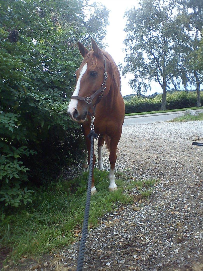 Anden særlig race Aros »Stjernen! - # 10. ; lille model hest! billede 9