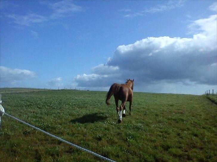 Anden særlig race Aros »Stjernen! - # 15; jeg smutter nu :-) tak fordi du kiggede.. billede 13