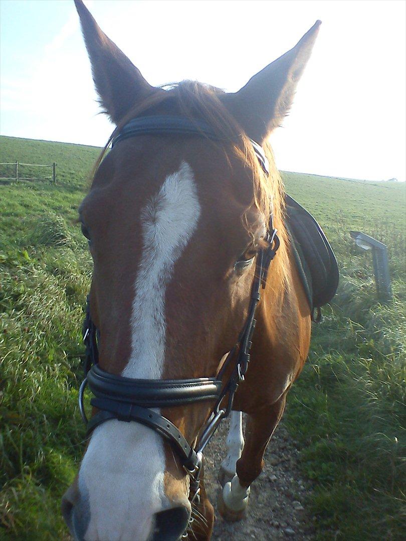 Anden særlig race Aros »Stjernen! - # 13; en træt baby'hest :-) billede 11