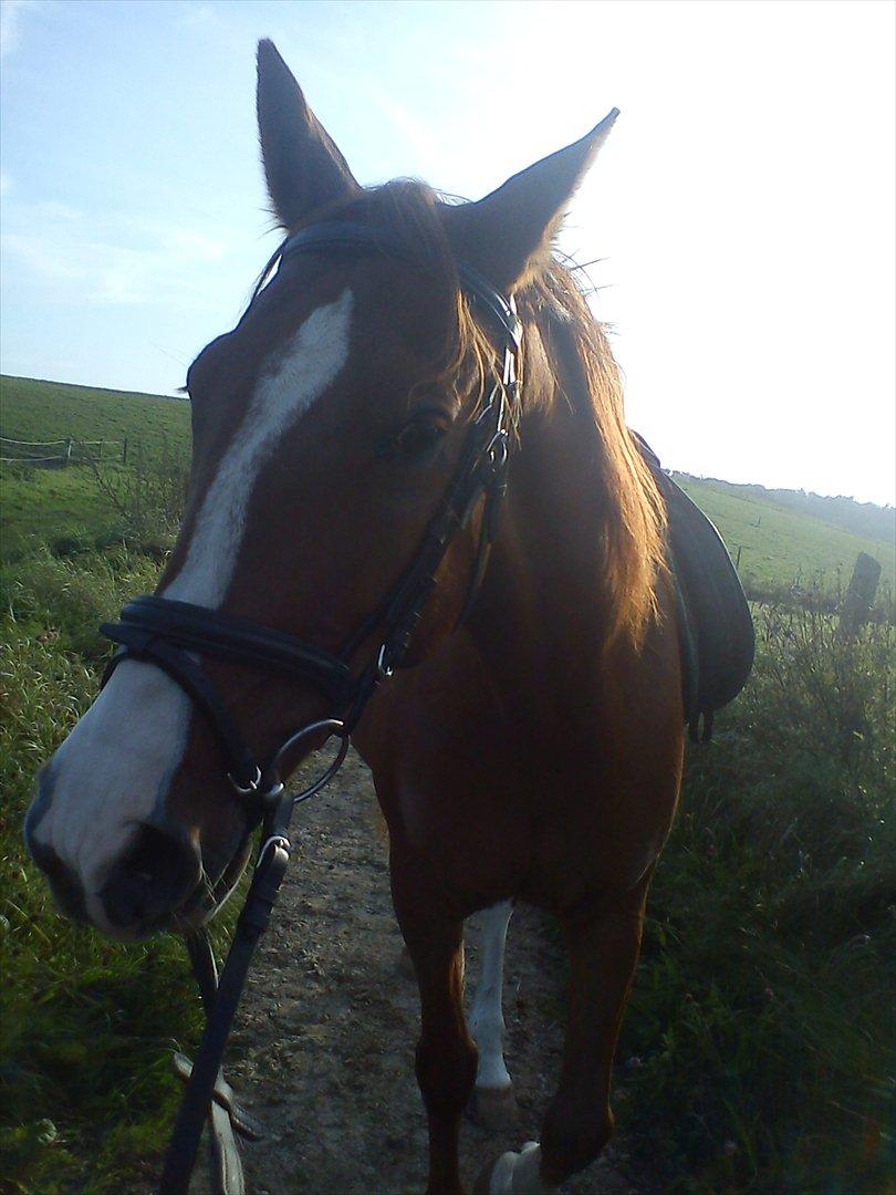 Anden særlig race Aros »Stjernen! - # 14; stop så med at tage billeder af mig hele tiden!.
 billede 12