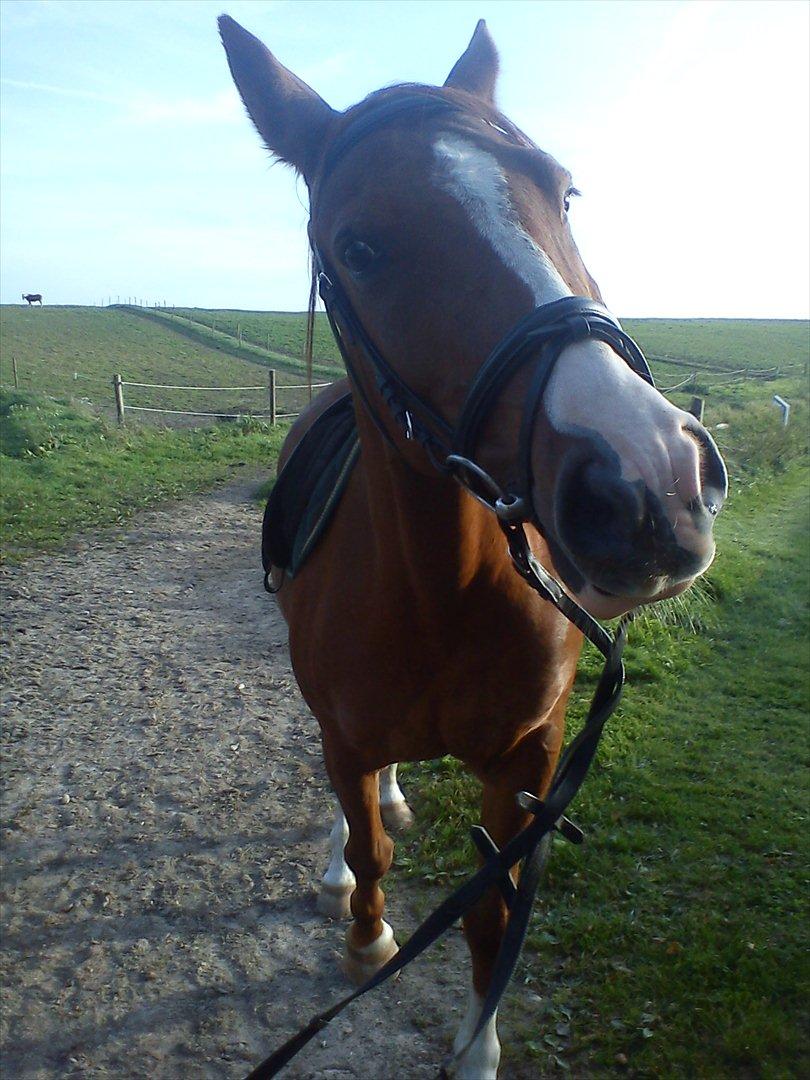 Anden særlig race Aros »Stjernen! - # 1; ´velkommen til dyrets profil :-)`
- efter vi havde været nede og ride i ridehuset. billede 1