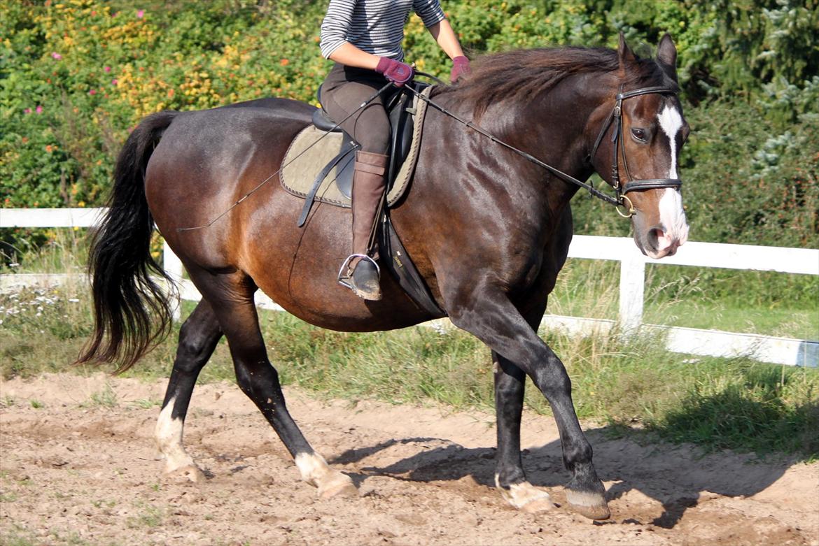Oldenborg LARSEN - 01/10 - 2011: Foto - Christoffer billede 11