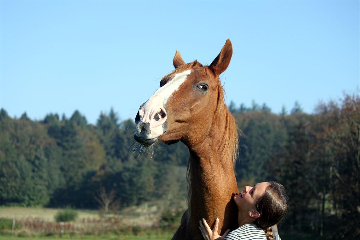 Dansk Varmblod POSEIDON - 01/10 - 2011: Foto - Christoffer billede 11