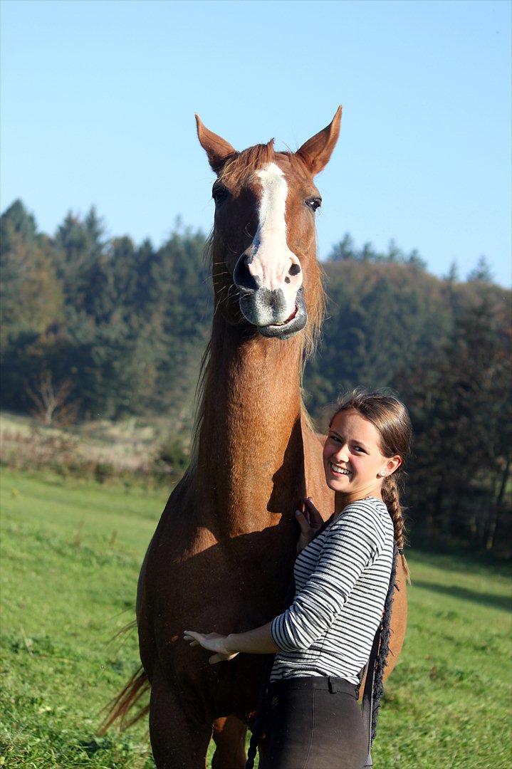 Dansk Varmblod POSEIDON - 01/10 - 2011: Foto - Christoffer billede 12