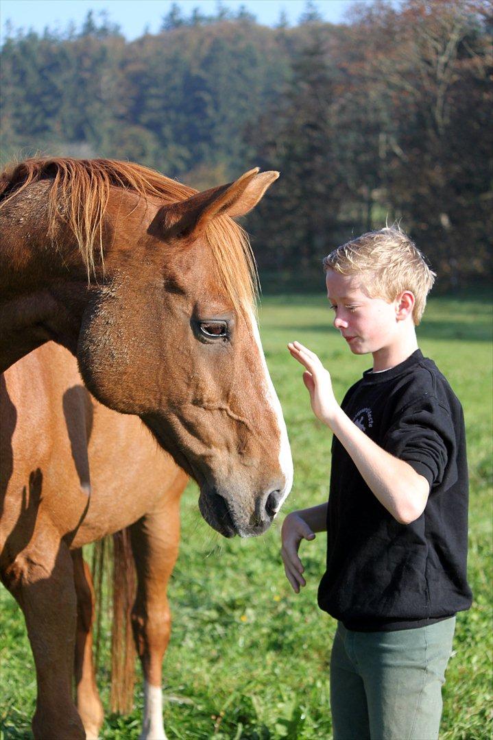 Dansk Varmblod POSEIDON - 01/10 - 2011: Foto - Mig billede 13