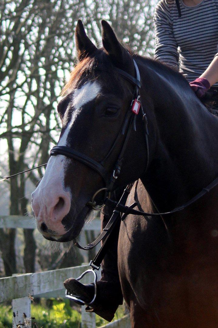 Oldenborg LARSEN - 01/10 - 2011: Foto - Christoffer billede 15