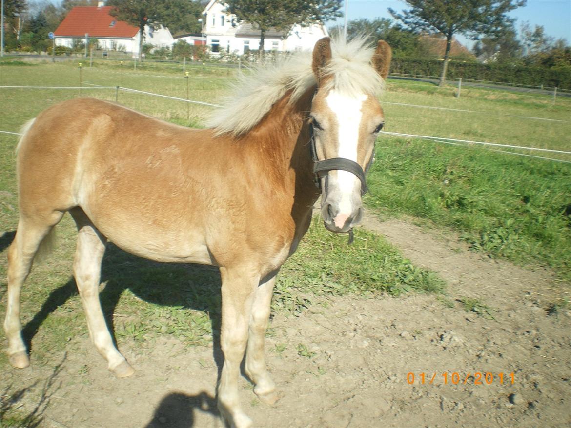 Haflinger Stokkemarkes Asti <3SOLGT - her er asti et halvt år gammel <3 billede 9