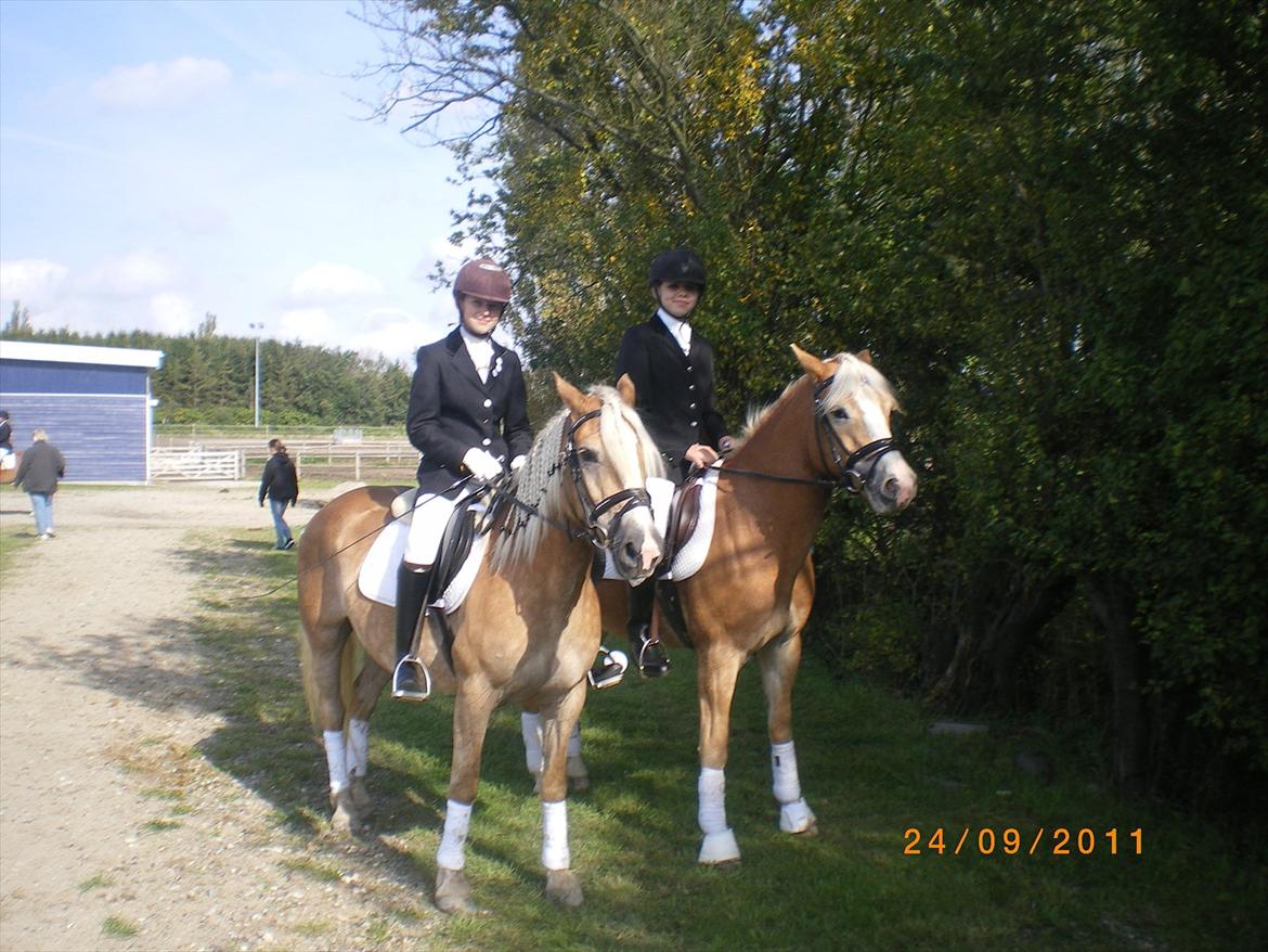 Haflinger Liane Wican billede 14