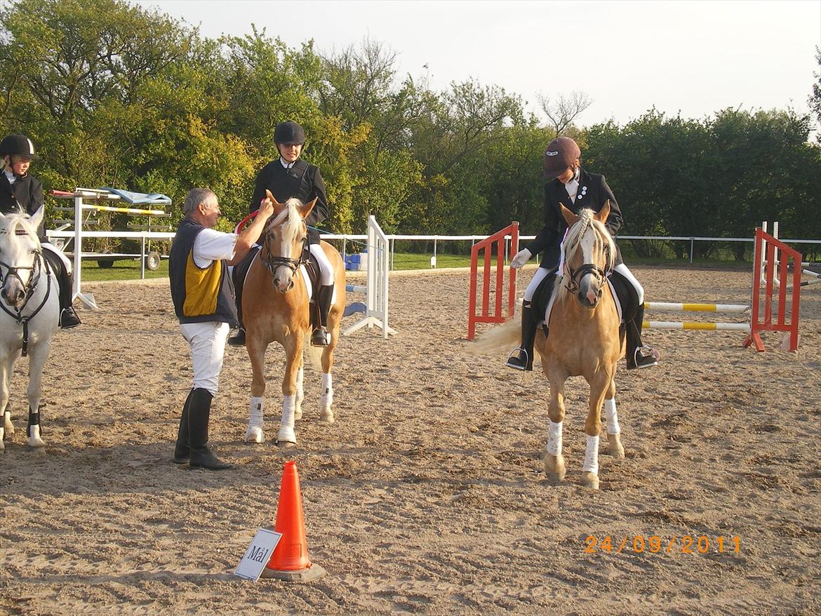 Haflinger Liane Wican - så få vi roseter igen hi hi første plas tilfølig billede 15