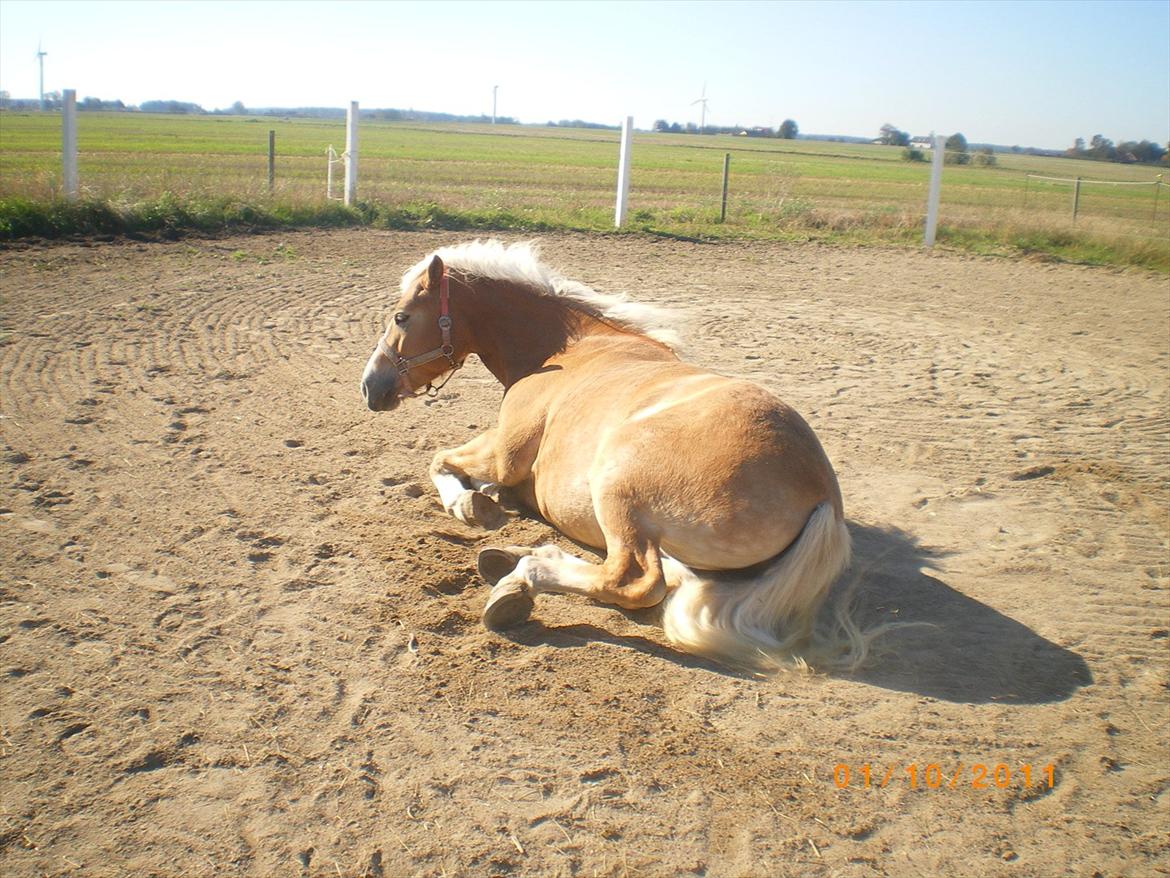 Haflinger Liane Wican - åå det ligger jeg godt billede 16