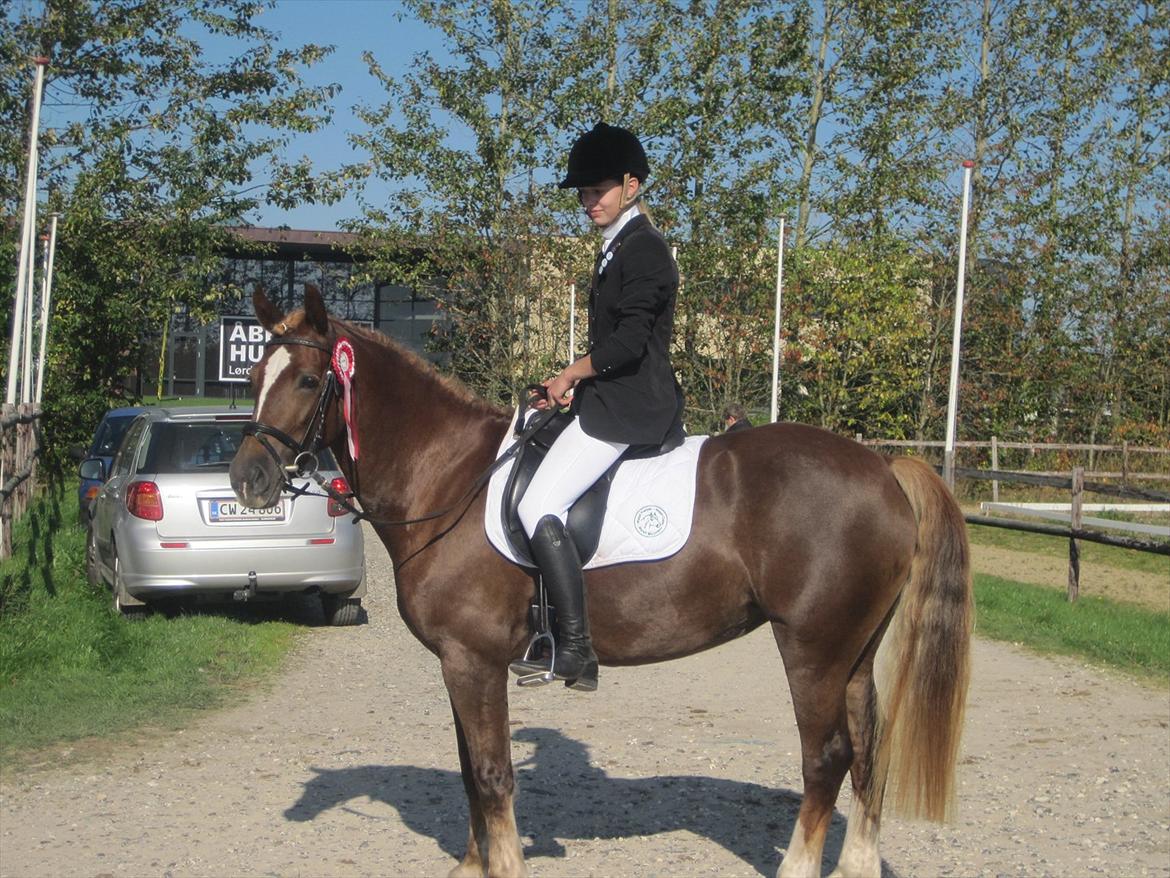 Welsh Cob (sec D) Sirius-S [Rider] - - 1/10-11, hendes andet dressurstævne og så vinder hun lige. <3 :-D billede 14
