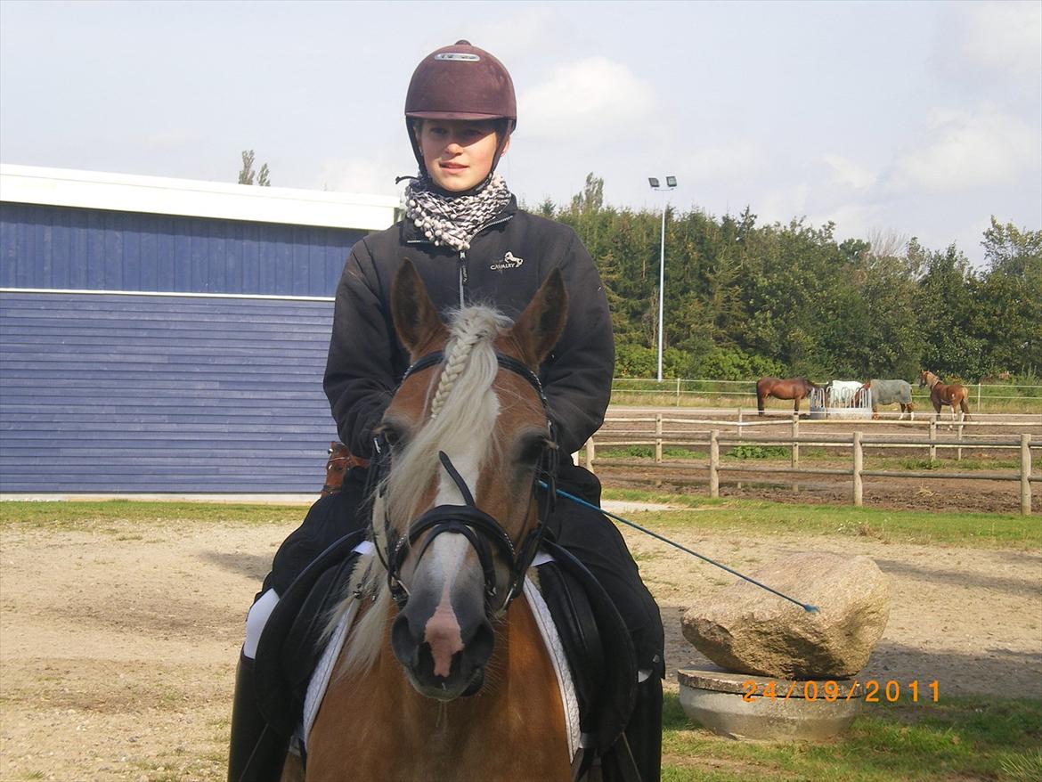 Haflinger Ferrari Bakkely - så vænter vi til det er vores tur  billede 10