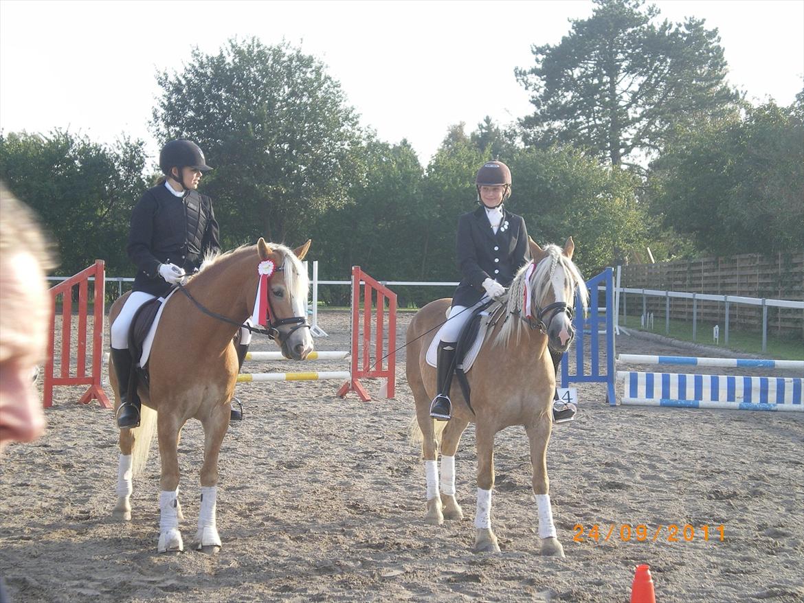 Haflinger Ferrari Bakkely - så fik vi roseter i springning røde roseter billede 11