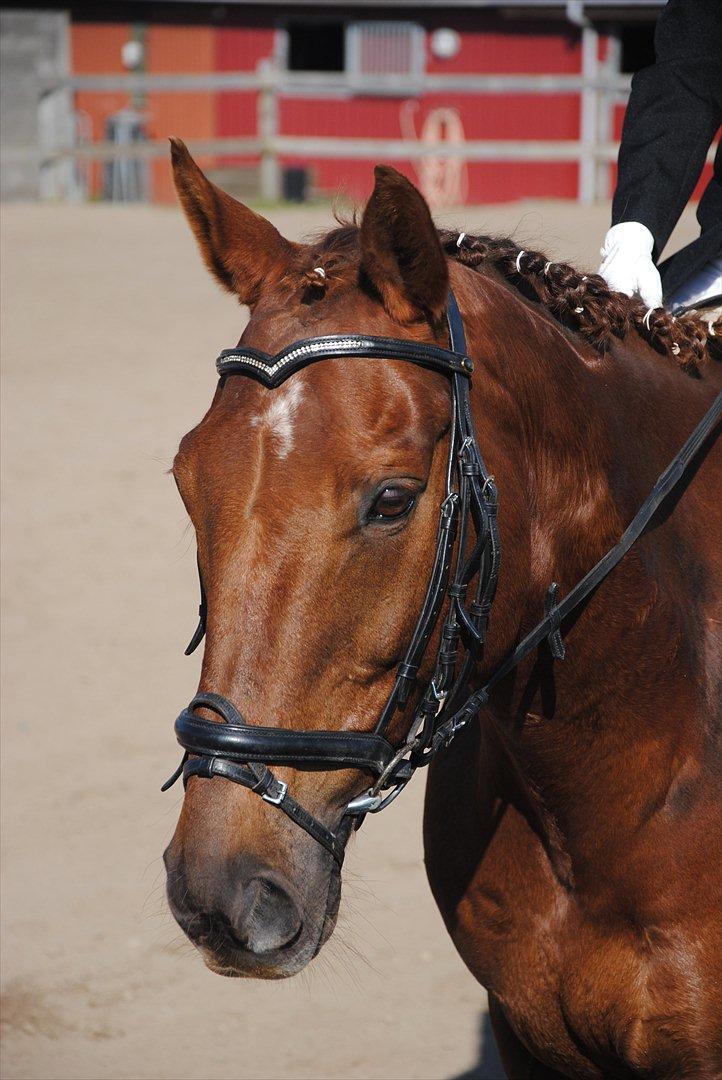 Anden særlig race Fabian  - Vores første stævne d. 1 oktober. Foto: Far billede 1