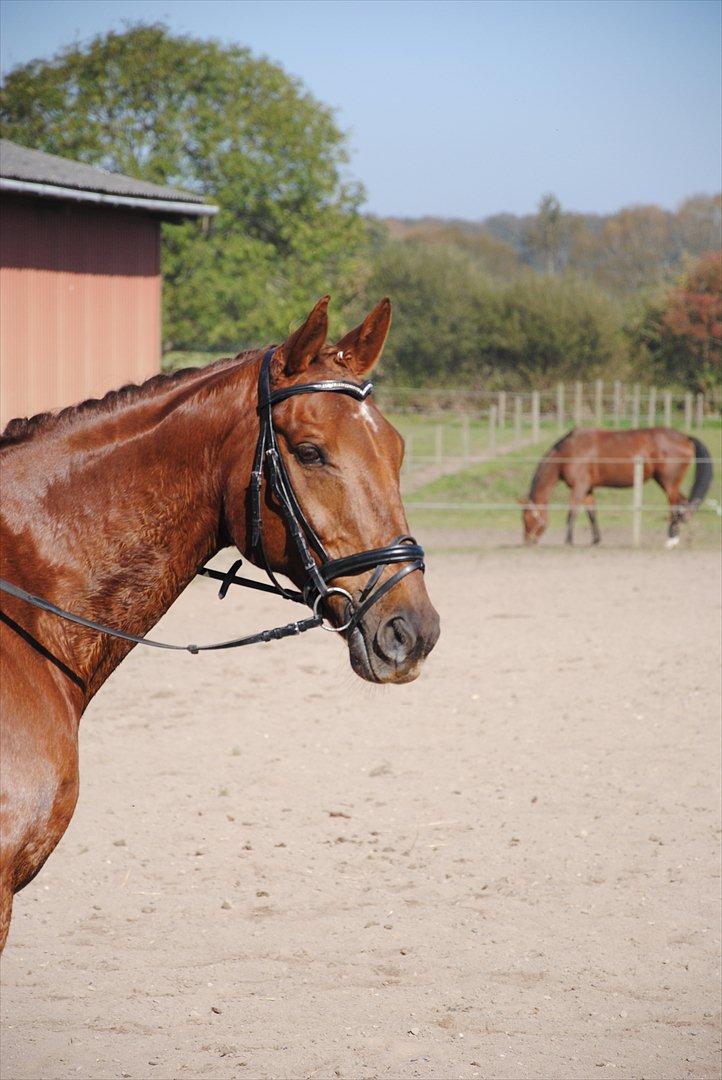Anden særlig race Fabian  - Sødt hovedbillede fra vores første stævne d. 1 oktober. Foto: Far billede 19