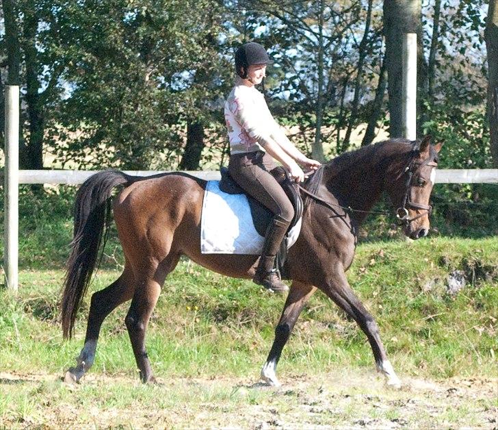 Arabisk fuldblod (OX) KA Wamarg OX  *SOLGT* billede 12