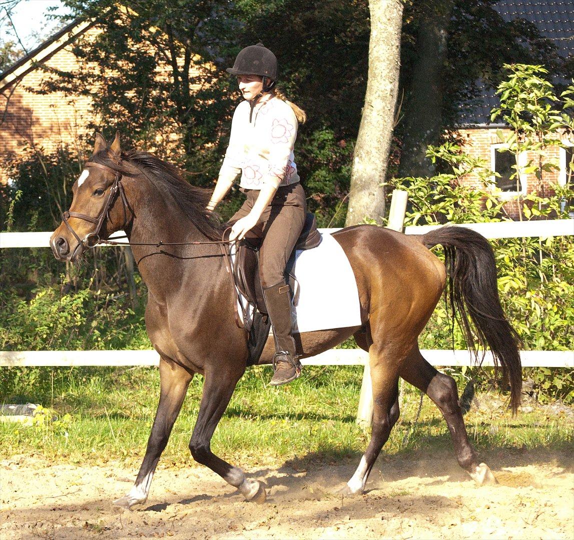 Arabisk fuldblod (OX) KA Wamarg OX  *SOLGT* billede 13