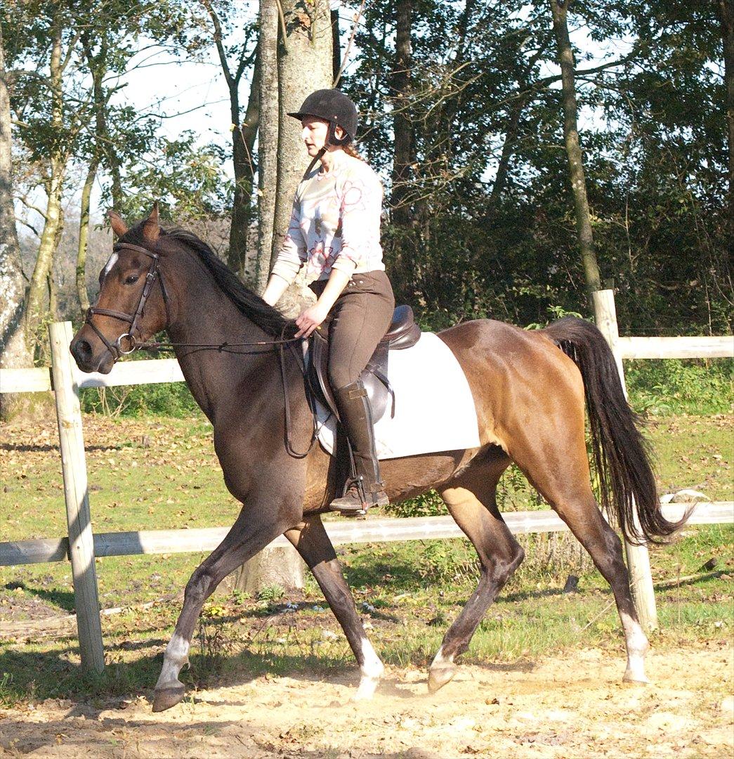 Arabisk fuldblod (OX) KA Wamarg OX  *SOLGT* billede 14