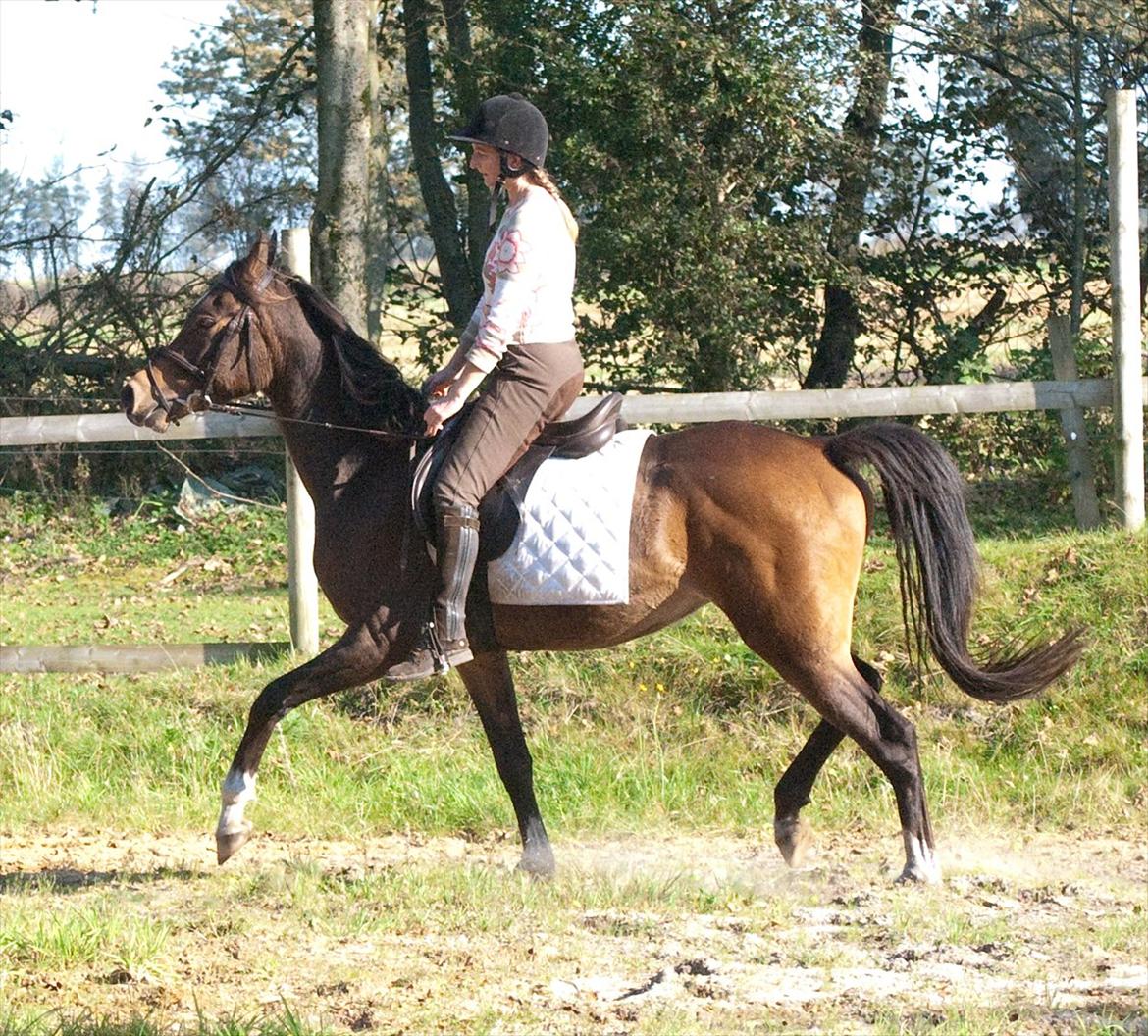 Arabisk fuldblod (OX) KA Wamarg OX  *SOLGT* billede 15