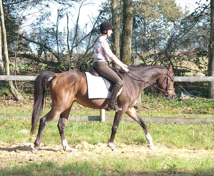 Arabisk fuldblod (OX) KA Wamarg OX  *SOLGT* billede 16