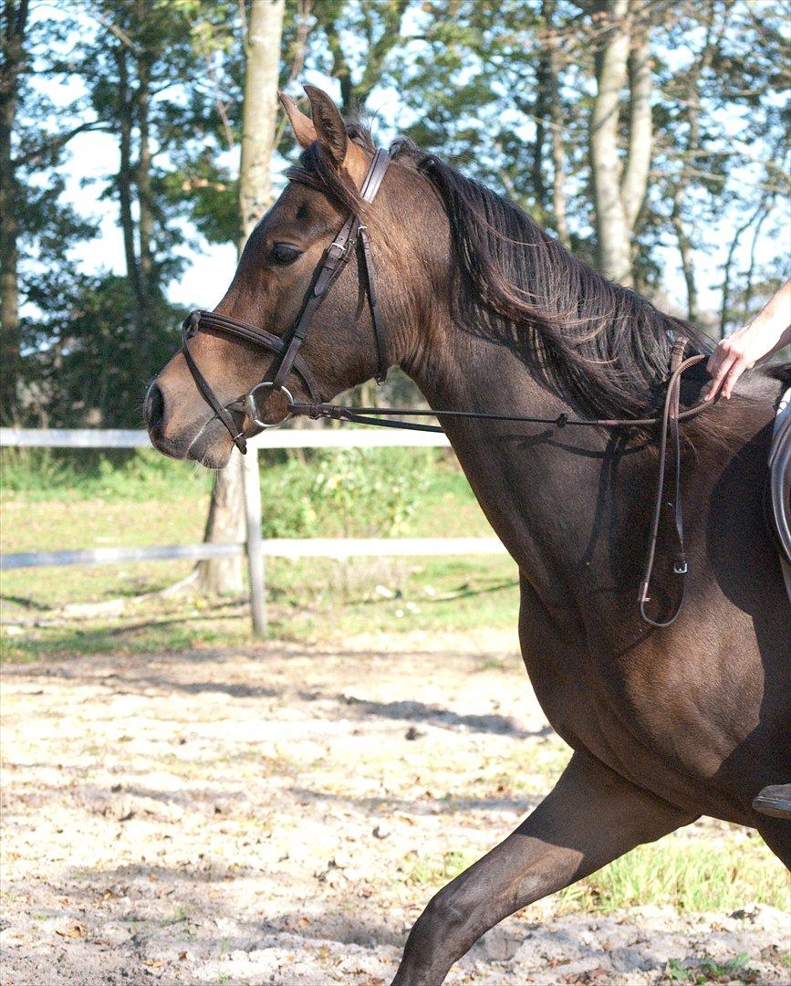 Arabisk fuldblod (OX) KA Wamarg OX  *SOLGT* billede 17