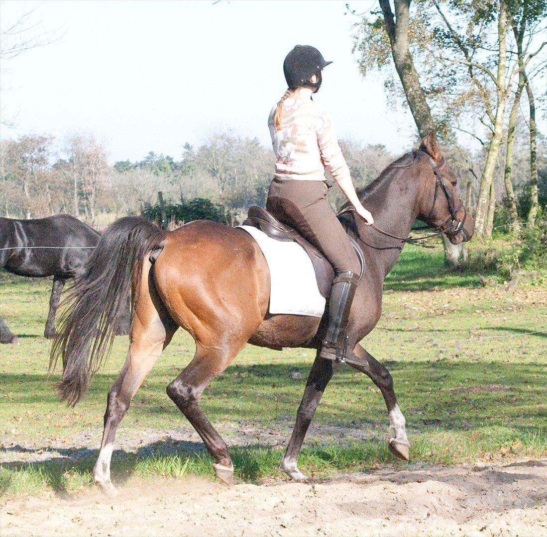 Arabisk fuldblod (OX) KA Wamarg OX  *SOLGT* billede 18