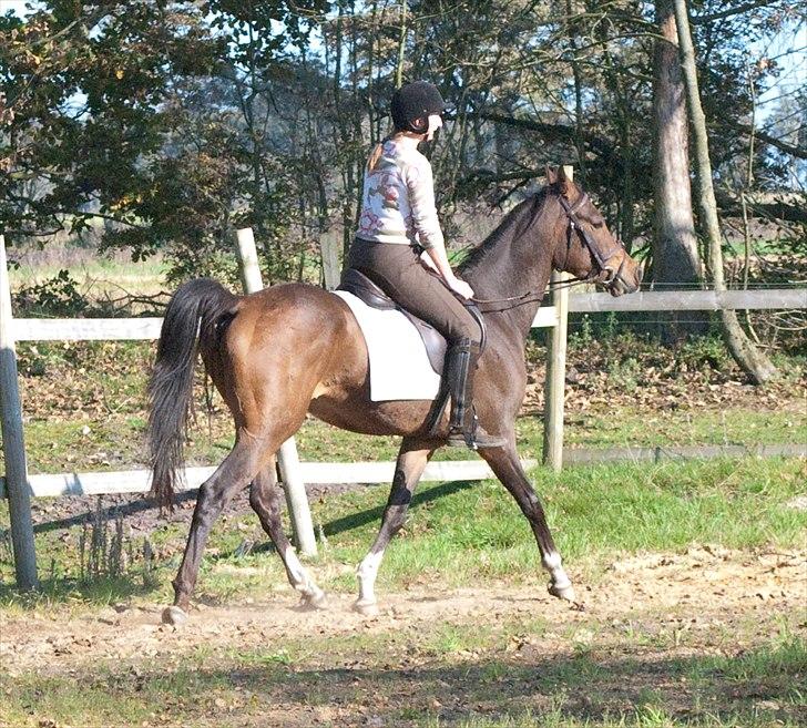 Arabisk fuldblod (OX) KA Wamarg OX  *SOLGT* billede 19