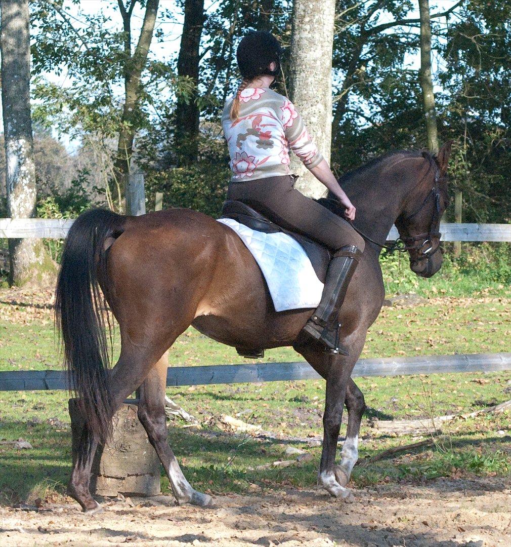 Arabisk fuldblod (OX) KA Wamarg OX  *SOLGT* billede 20