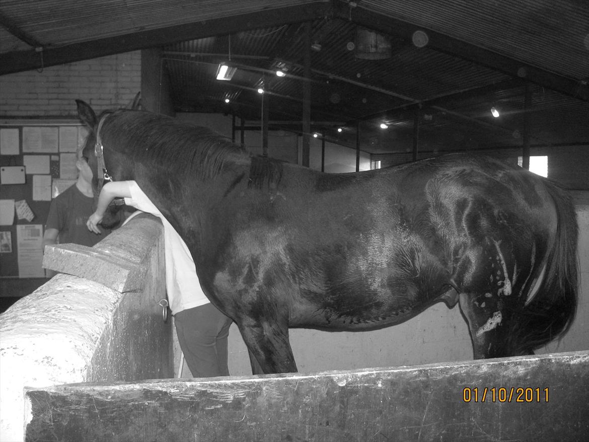 Anden særlig race Remee - Moar hva laver du billede 12