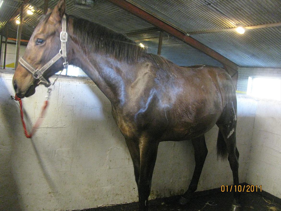 Anden særlig race Remee billede 13