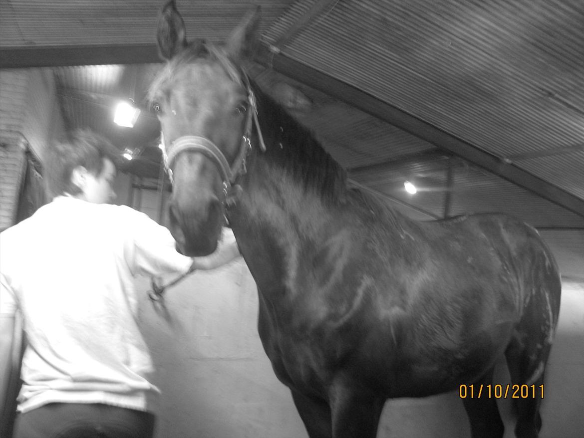 Anden særlig race Remee billede 14