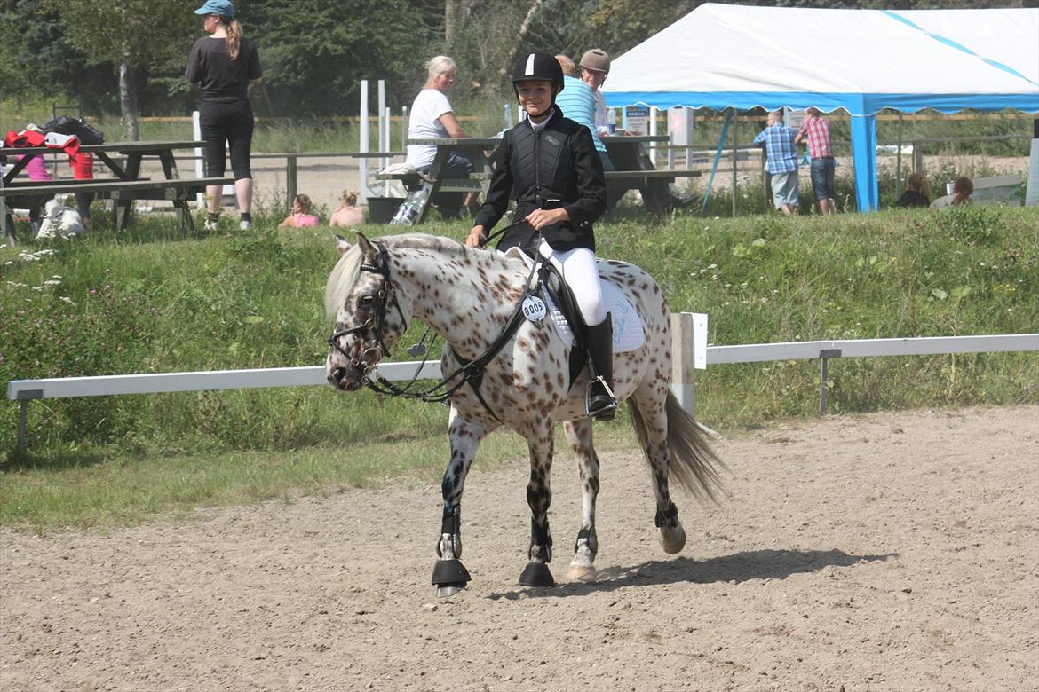 Appaloosa Collin-N - Han er så fin :)
 billede 11