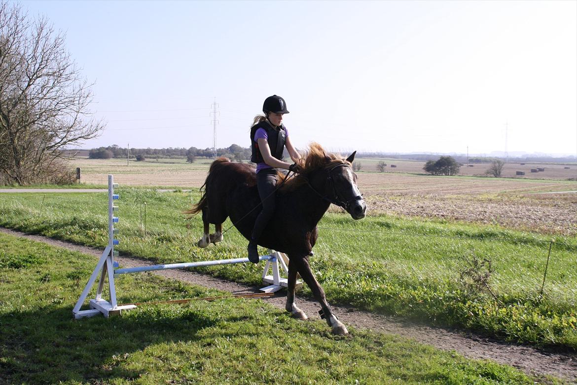 New Forest Sanchez | I miss you!<3 - Spring uden sadel! (første gang uden sadel!) Foto: Kao billede 13