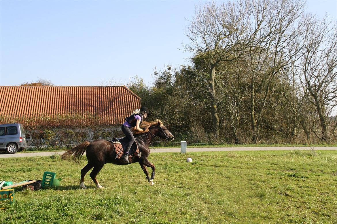 New Forest Sanchez | I miss you!<3 - Ja.. En ikke så.. rutineret rytter (mig) xD Foto: Kao billede 15