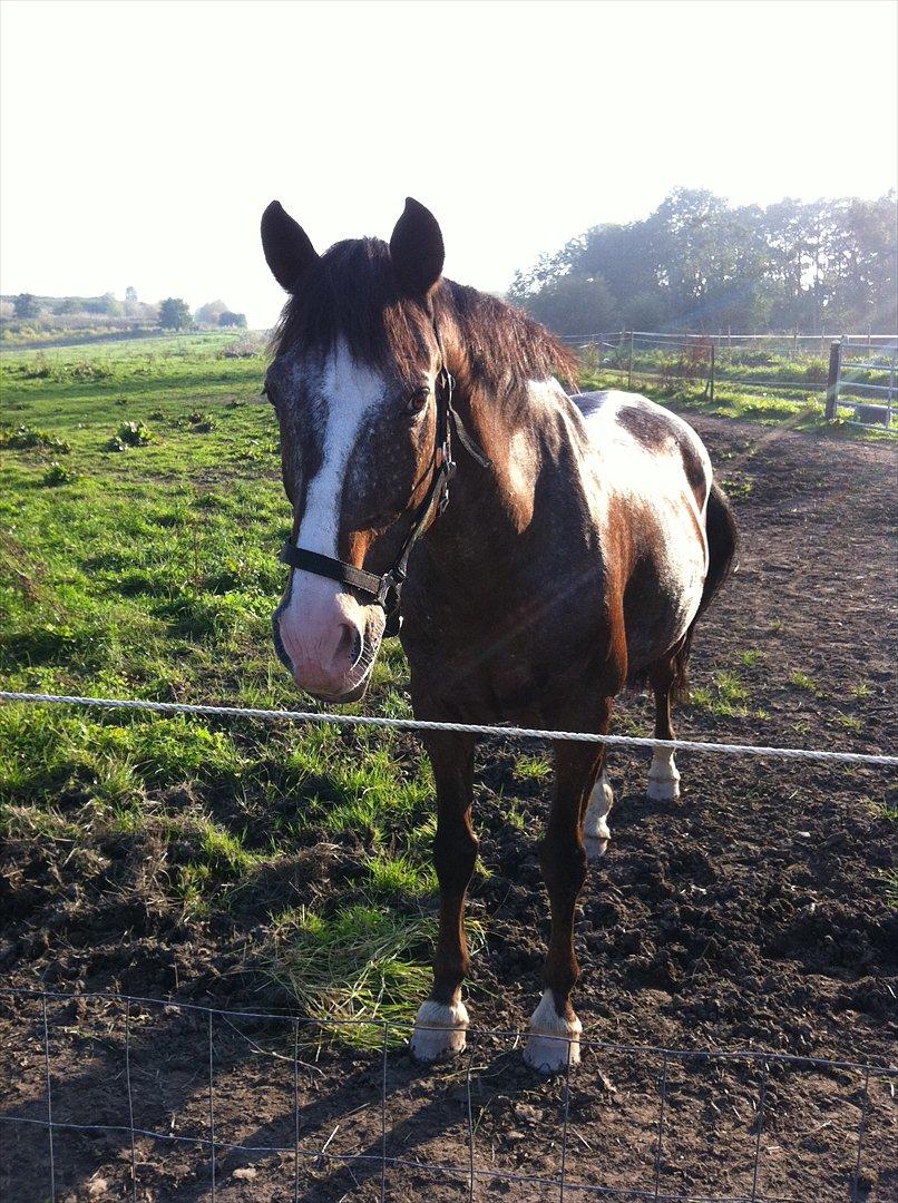 Fransk Sportspony Manel *Soul Mate* billede 3