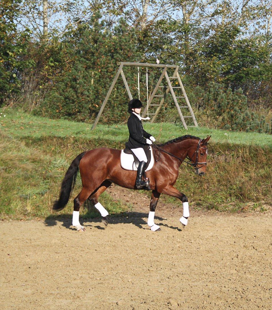 Dansk Varmblod Nicole billede 10