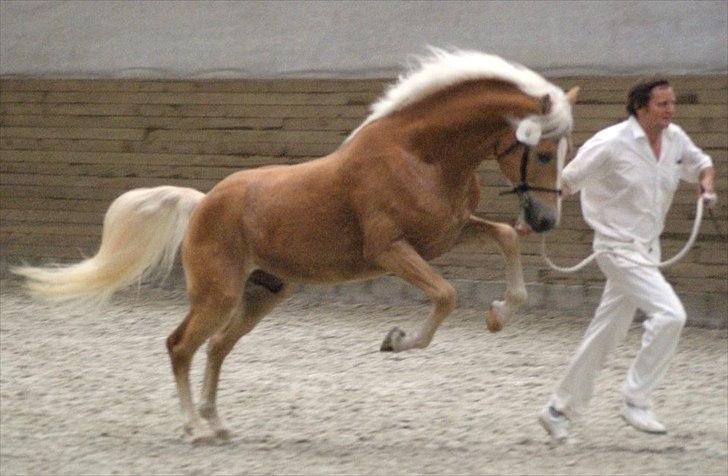 Haflinger Baflo af Brunbjerg - Avlshingst - Taget af Simone Henning billede 18