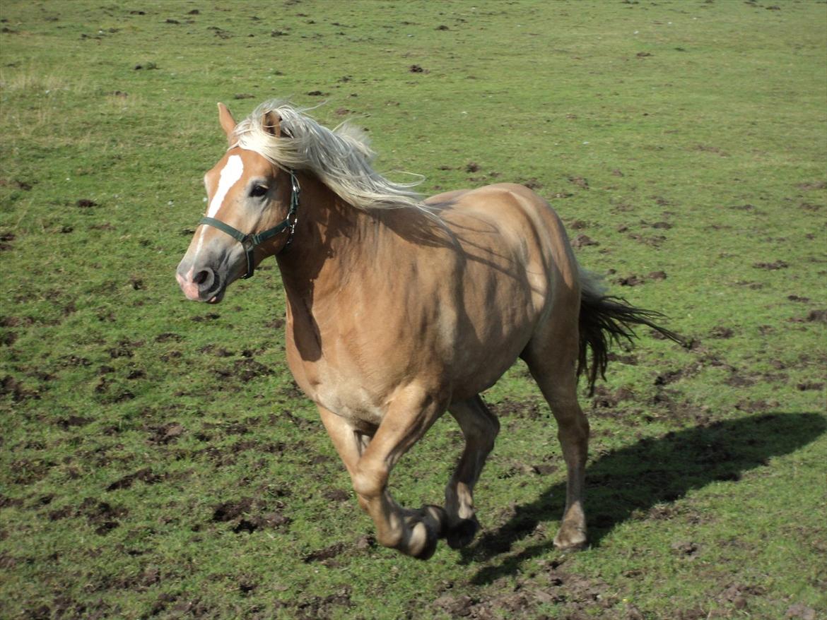 Haflinger Nero  billede 1