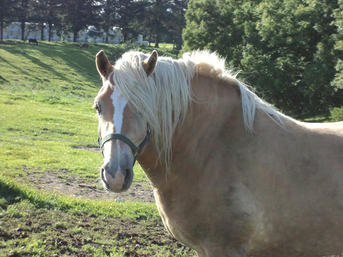 Haflinger Nero  billede 2