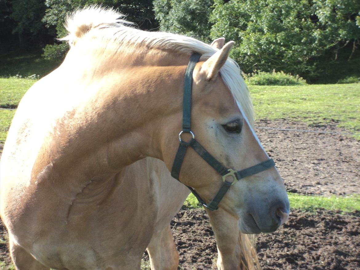 Haflinger Nero  billede 3
