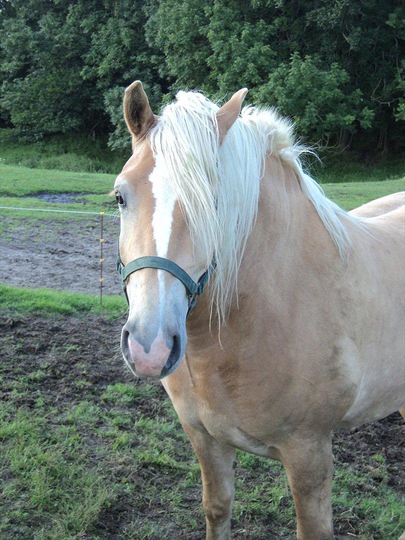 Haflinger Nero  billede 4